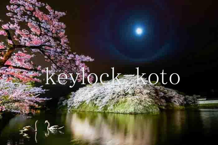 彦根市金亀町、彦根城中堀の桜。夜間ライトアップ
