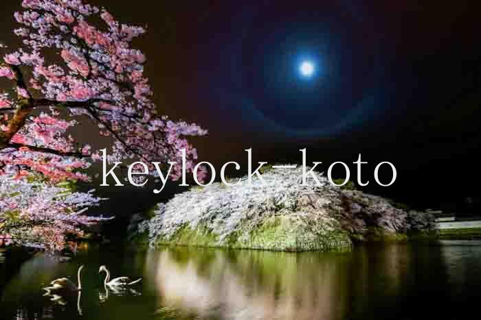 彦根市金亀町、彦根城中堀の桜。夜間ライトアップ。湖北キーサービス