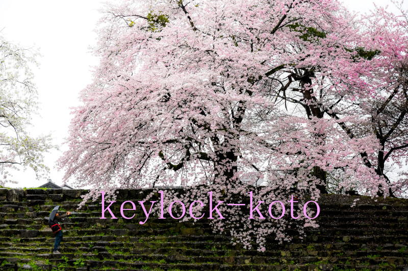 滋賀県彦根市金亀町にある彦根城外堀に咲く桜。