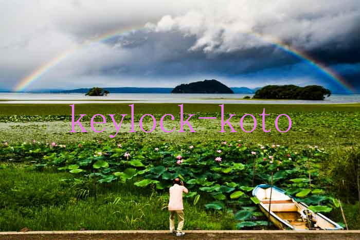 滋賀県長浜市の琵琶湖湖岸。夏になると琵琶湖一面に美しい蓮の花が咲き乱れます。