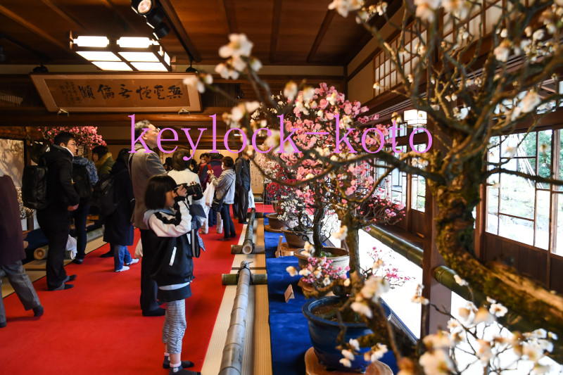 滋賀県長浜市港町にある慶雲館で毎年開催されている「長浜盆梅展」